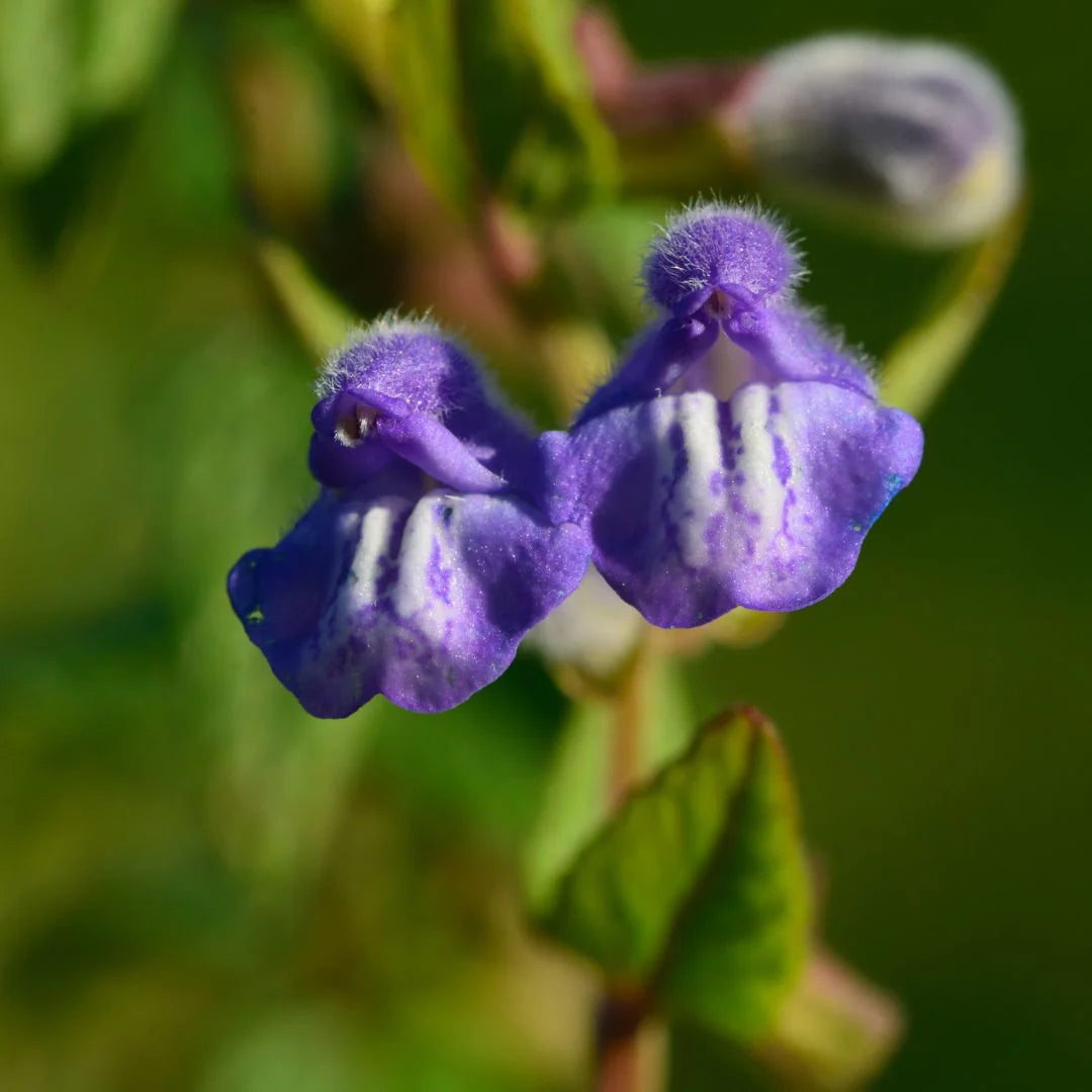 Purple Scutellaria Flower seeds for Planting - Cottage Garden Essential, Heirloom & GMO Free Seeds for Home Garden