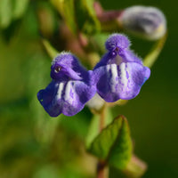 Purple Scutellaria Flower seeds for Planting - Cottage Garden Essential, Heirloom & GMO Free Seeds for Home Garden