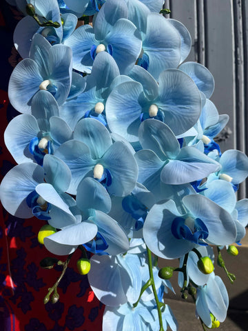Sky Blue Orchid Flower seeds for Planting - Vibrant Colors, Heirloom & GMO Free Seeds for Home Garden
 
 Sale seeds for planting in home garden