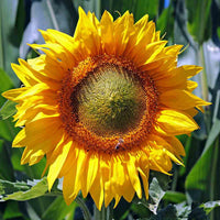 Heirloom Burst SunFlower seeds for Planting Drought Tolerant Heirloom & GMO Free Seeds for Home Garden