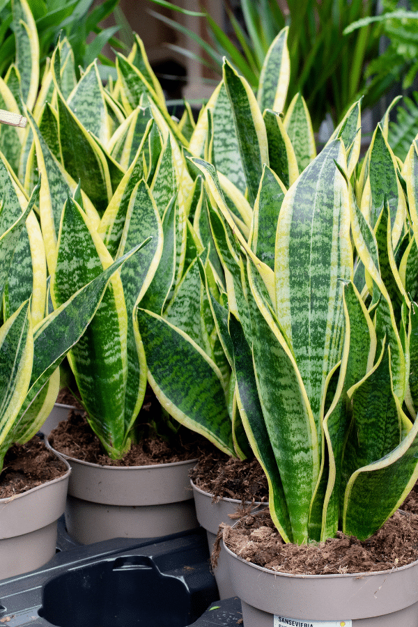 Green Snake Flower seeds for Planting - Seasonal Bloomer, Heirloom & GMO Free Seeds for Home Garden