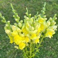 Snapdragon Golden Flower seeds for Planting - Sun Loving, Heirloom & GMO Free Seeds for Home Garden