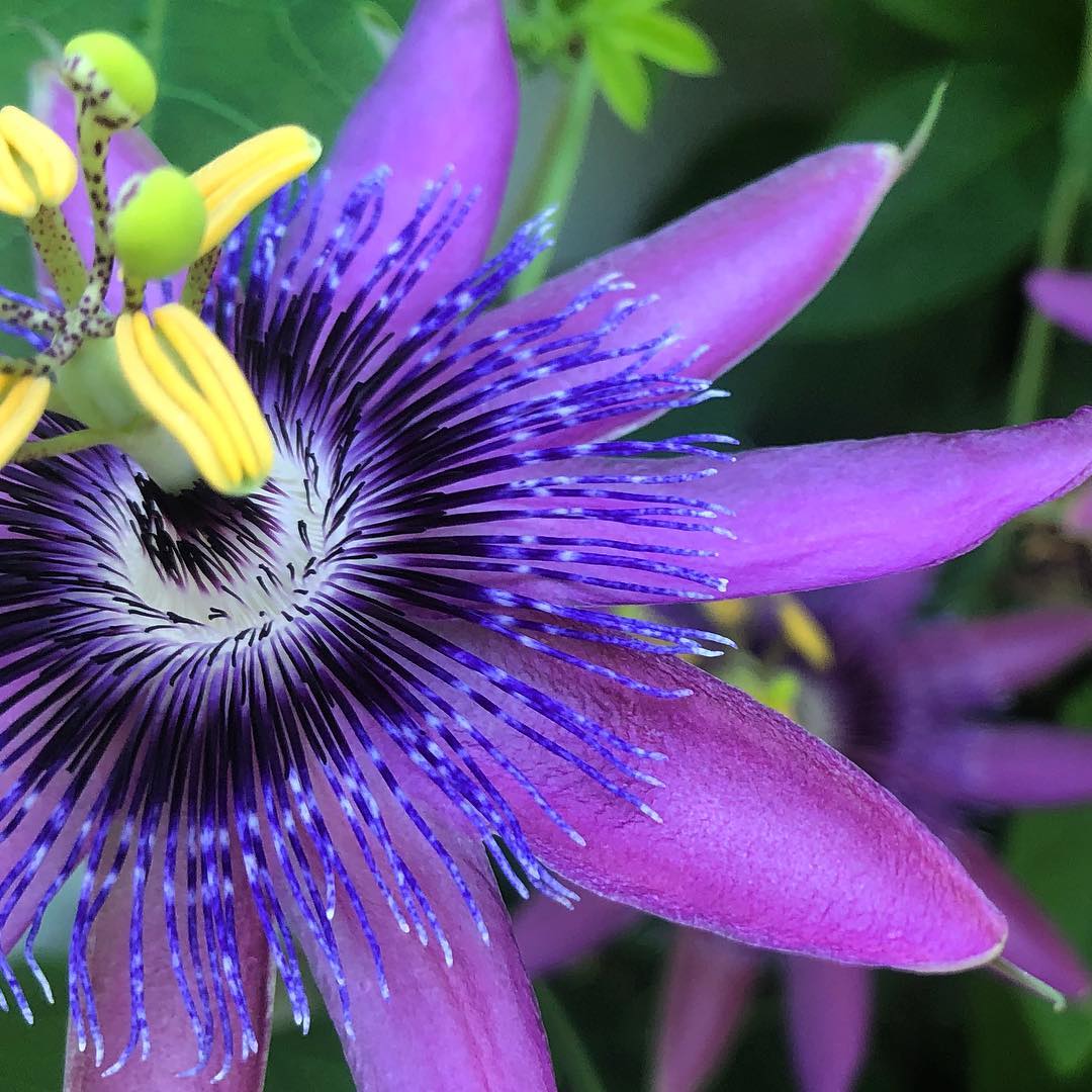 Passion Flower Passiflora Seeds Flower seeds for Planting Premium Quality Heirloom & GMO Free Seeds for Home Garden