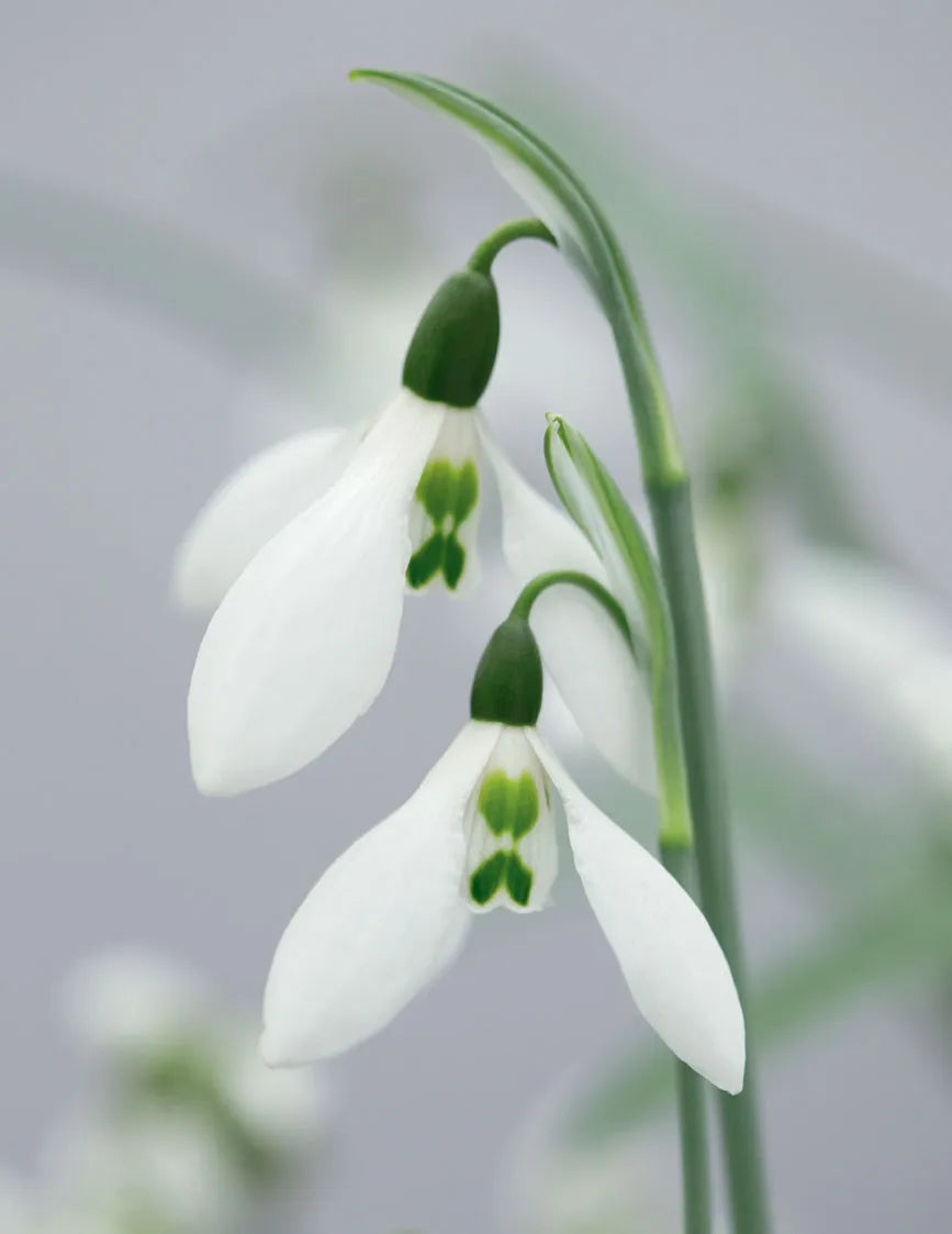 Snowdrop Flower Flower seeds for Planting - Colorful Display, Heirloom & GMO Free Seeds for Home Garden