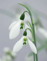 Snowdrop Flower Flower seeds for Planting - Colorful Display, Heirloom & GMO Free Seeds for Home Garden