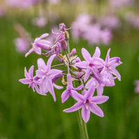 Tulbaghia Violacea Flower seeds for Planting - Easy to Grow, Heirloom & GMO Free Seeds for Home Garden