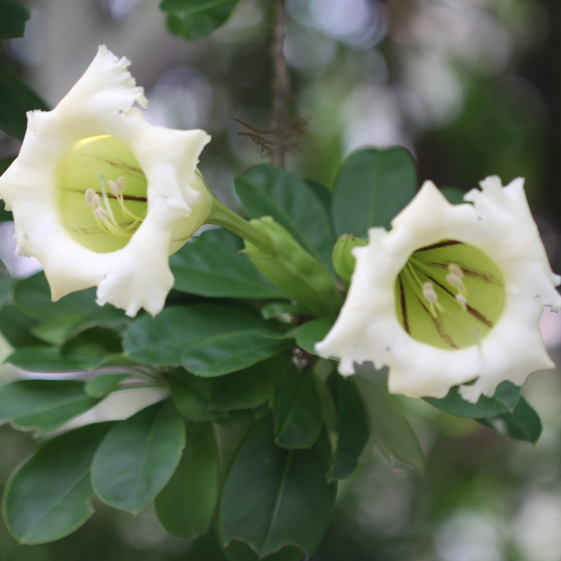 Solandra Grandiflora Flower seeds for Planting Bright Blooms Heirloom & GMO Free Seeds for Home Garden 
 
 Sale