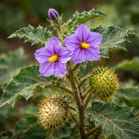 Solanum Flower seeds for Planting - Pollinator Friendly, Heirloom & GMO Free Seeds for Home Garden