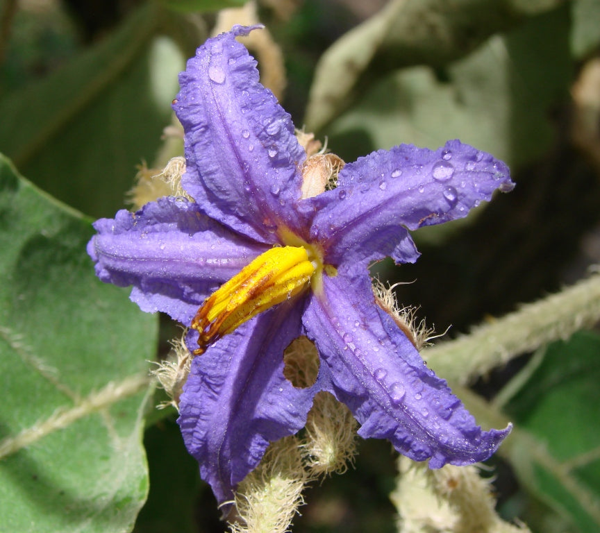 Solanum Flower seeds for Planting - Pollinator Friendly, Heirloom & GMO Free Seeds for Home Garden