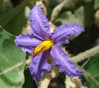 Solanum Flower seeds for Planting - Pollinator Friendly, Heirloom & GMO Free Seeds for Home Garden