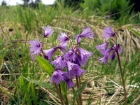 Violet Soldanella Alpina Seeds Flower seeds for Planting - Sun Loving, Heirloom & GMO Free Seeds for Home Garden