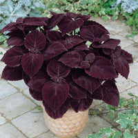 Deep Purple Coleus Flower seeds for Planting - Bright Blooms, Heirloom & GMO Free Seeds for Home Garden