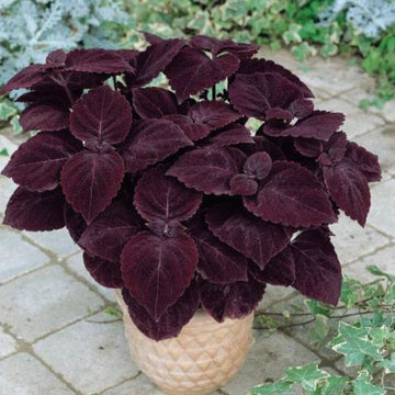 Deep Purple Coleus Flower seeds for Planting - Bright Blooms, Heirloom & GMO Free Seeds for Home Garden