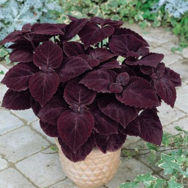 Deep Purple Coleus Flower seeds for Planting - Bright Blooms, Heirloom & GMO Free Seeds for Home Garden