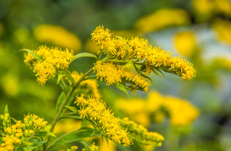 Yellow Solidago Flower seeds for Planting - Hardy Variety, Heirloom & GMO Free Seeds for Home Garden