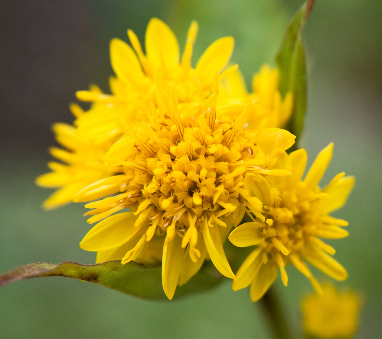 Goldenrod Flower seeds for Planting - Wildflower Mix, Heirloom & GMO Free Seeds for Home Garden