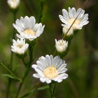 White Ptarmic Flower Planting Seeds for Stunning Blossoms in Your Garden and Landscape