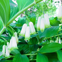 Polygonatum Canaliculatum Flower seeds for Planting Premium Quality Heirloom & GMO Free Seeds for Home Garden 
 
 Sale