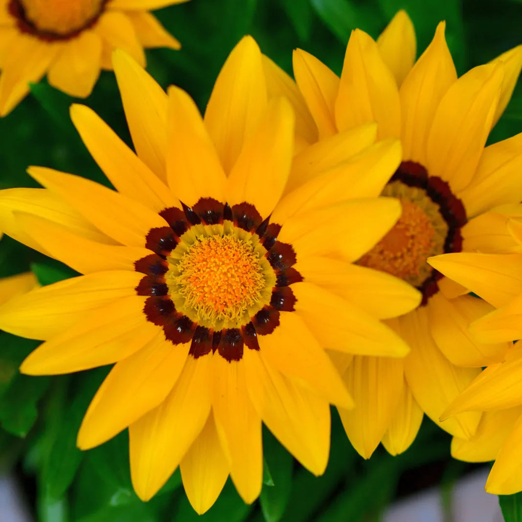 Asteraceae Flower seeds for Planting - Bright Blooms, Heirloom & GMO Free Seeds for Home Garden