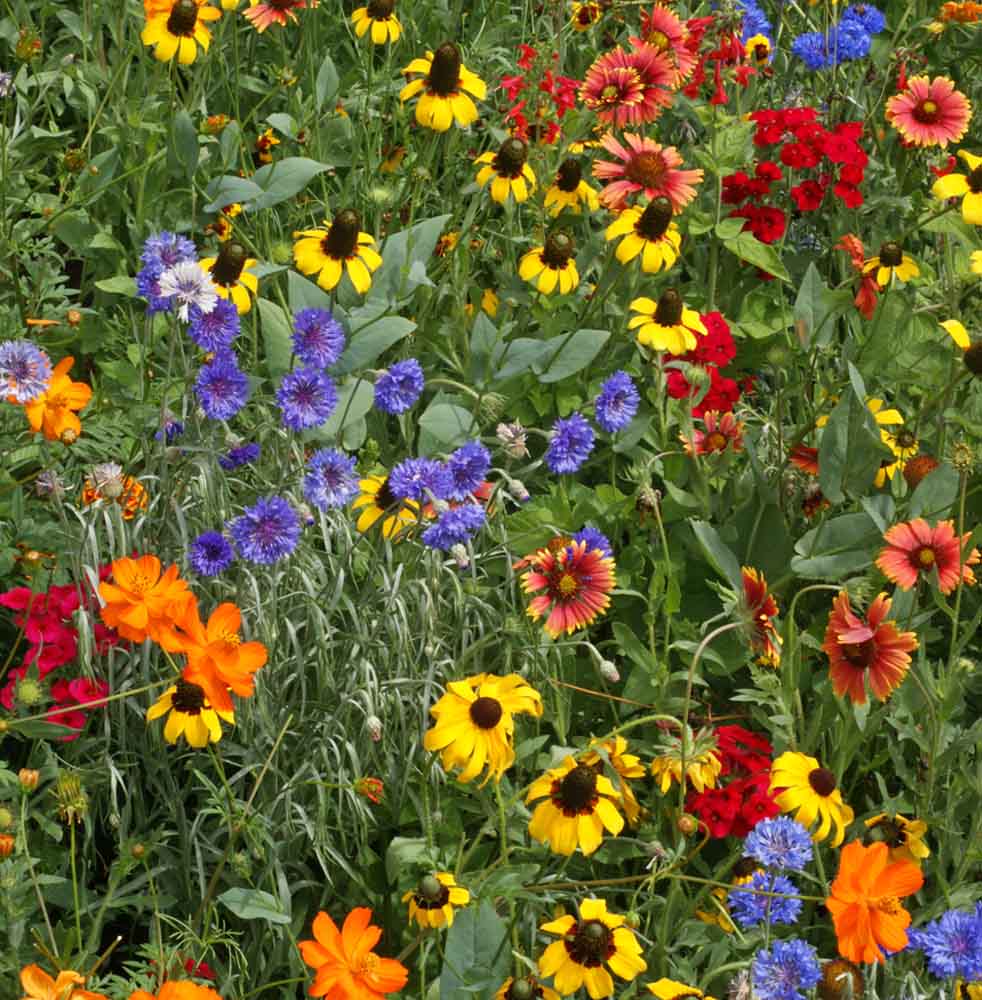 Florific Flower seeds for Planting - Low Maintenance, Heirloom & GMO Free Seeds for Home Garden