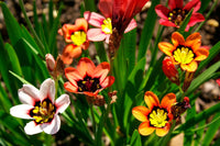 Orange Black Sparaxis Flower seeds for Planting - Cut Flower Favorite, Heirloom & GMO Free Seeds for Home Garden
