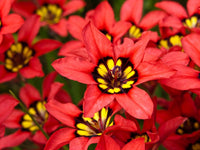 Sparaxis Flower seeds for Planting, Cottage Garden Essential Heirloom & GMO Free Seeds for Home Garden