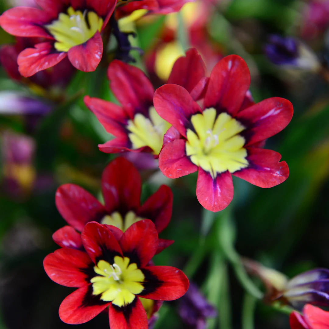 Pink Yellow Sparaxis Flower Seeds for Planting Fragrant Blossoms Heirloom & GMO Free Seeds for Home Garden
 
 Sale
