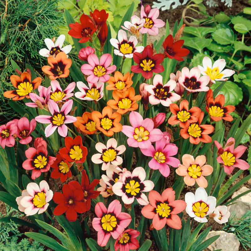 Sparaxis Tricolor Rose Flower seeds for Planting Colorful Display Heirloom & GMO Free Seeds for Home Garden 
 
 Sale