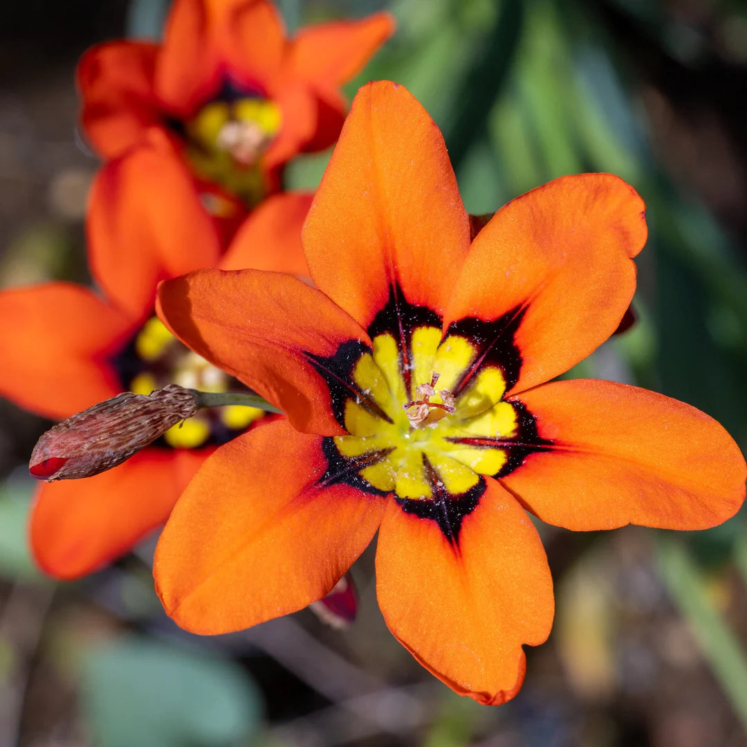 Orange Black Sparaxis Flower seeds for Planting - Cut Flower Favorite, Heirloom & GMO Free Seeds for Home Garden
