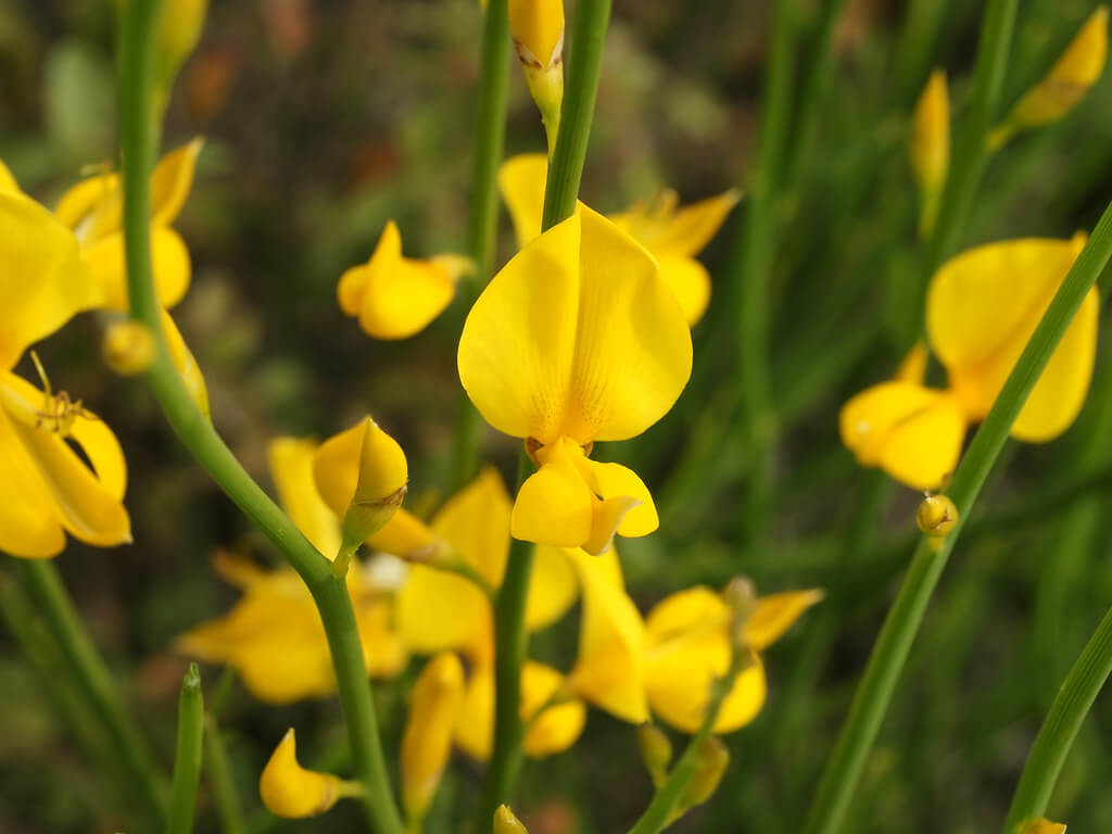 Heirloom Spartium Flower seeds for Planting Drought Tolerant Heirloom & GMO Free Seeds for Home Garden
