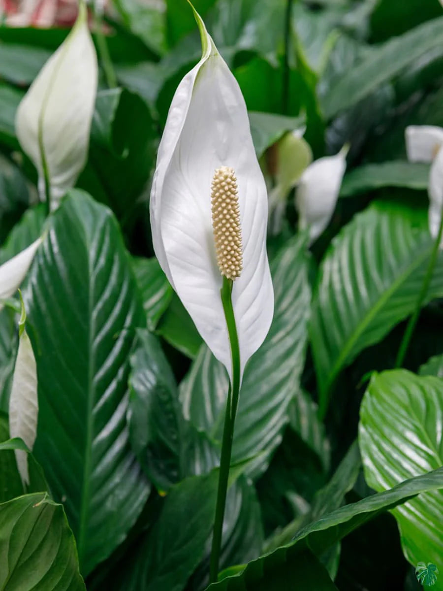 Green Spathiphyllum Flower seeds for Planting - Easy to Grow, Heirloom & GMO Free Seeds for Home Garden