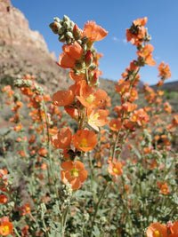Globemallow Flower seeds for Planting Colorful Display Heirloom & GMO Free Seeds for Home Garden