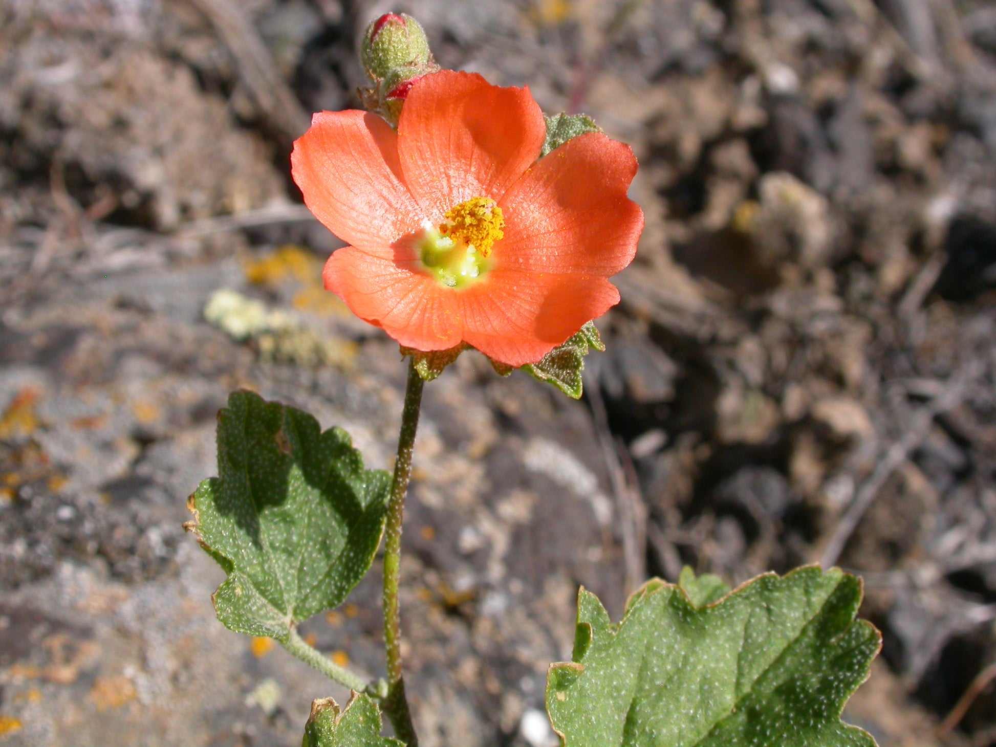 Globemallow Flower seeds for Planting Colorful Display Heirloom & GMO Free Seeds for Home Garden