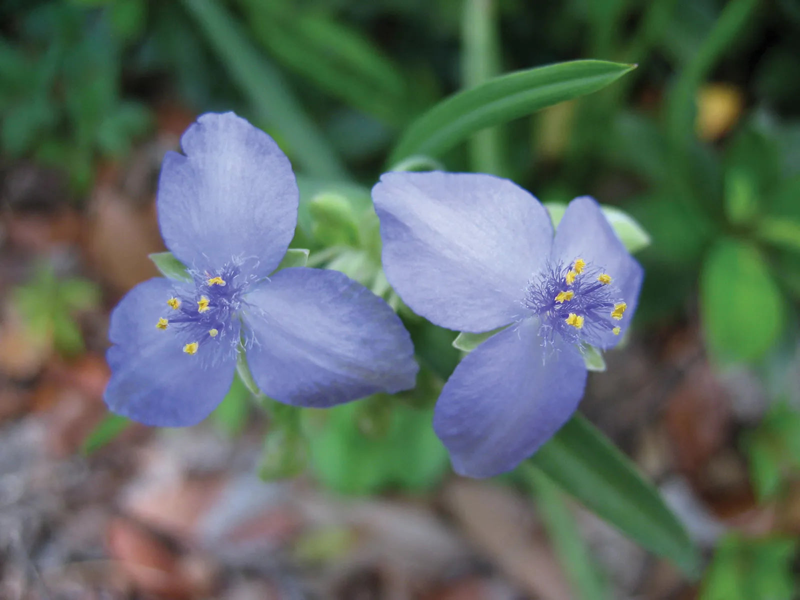 Tradescantia Spiderwort Flower seeds for Planting Bright Blooms Heirloom & GMO Free Seeds for Home Garden