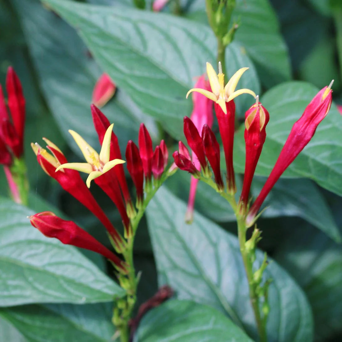 Jiaogulan Flower seeds for Planting - Vibrant Colors, Heirloom & GMO Free Seeds for Home Garden