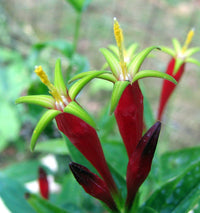 Jiaogulan Flower seeds for Planting - Vibrant Colors, Heirloom & GMO Free Seeds for Home Garden