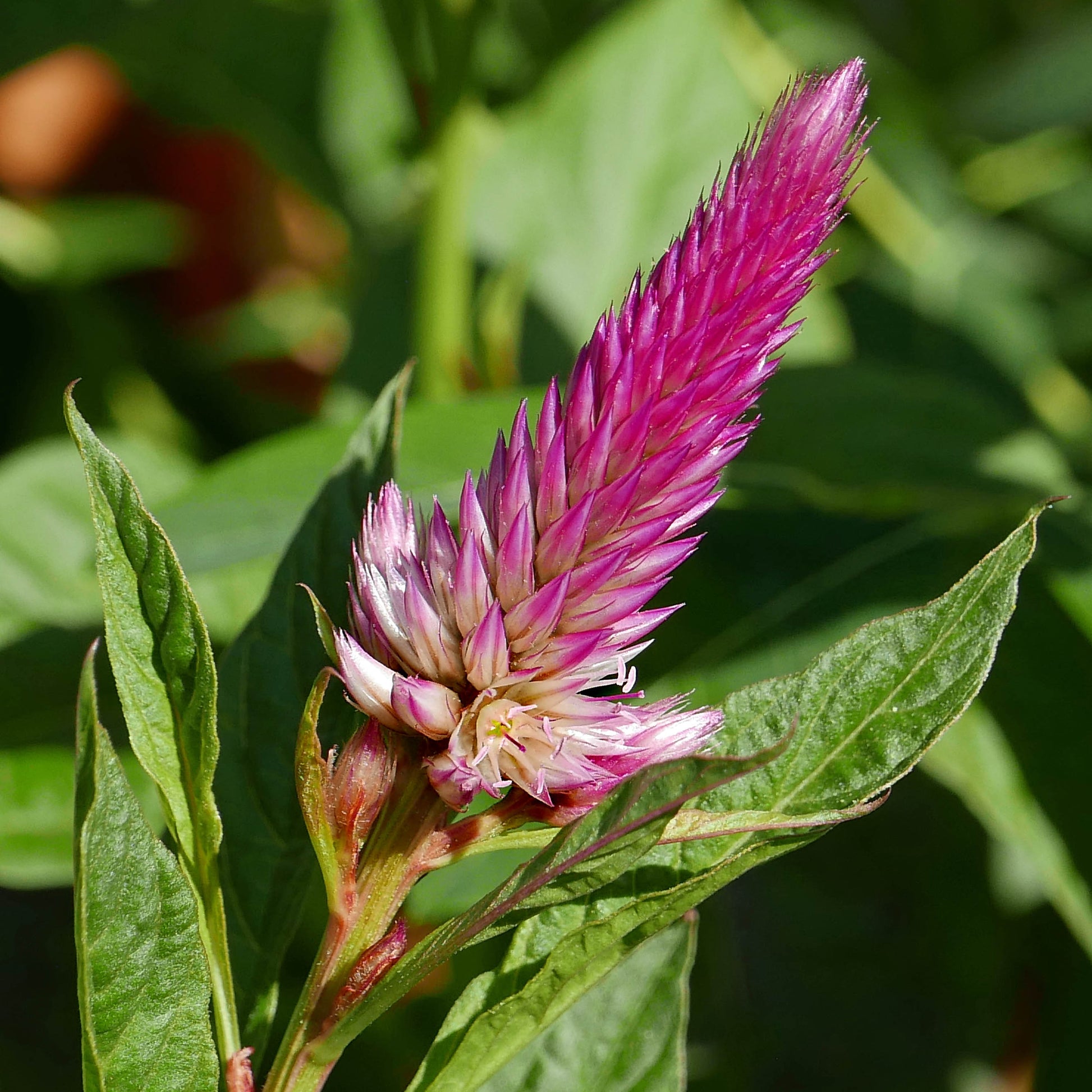 Heirloom Celosia Spicata Flower seeds for Planting Seasonal Bloomer Heirloom & GMO Free Seeds for Home Garden