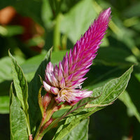 Heirloom Celosia Spicata Flower seeds for Planting Seasonal Bloomer Heirloom & GMO Free Seeds for Home Garden