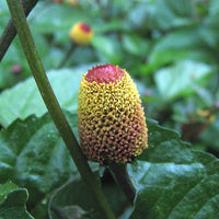 Yellow Acmella Oleracea Flower seeds for Planting - Shade Tolerant, Heirloom & GMO Free Seeds for Home Garden