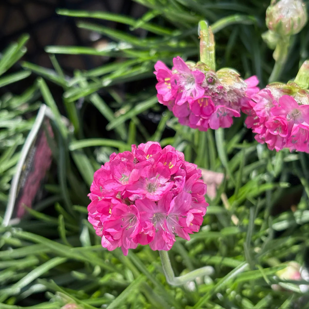 Pink Splendens Sea Flower seeds for Planting - Fragrant Blossoms, Heirloom & GMO Free Seeds for Home Garden