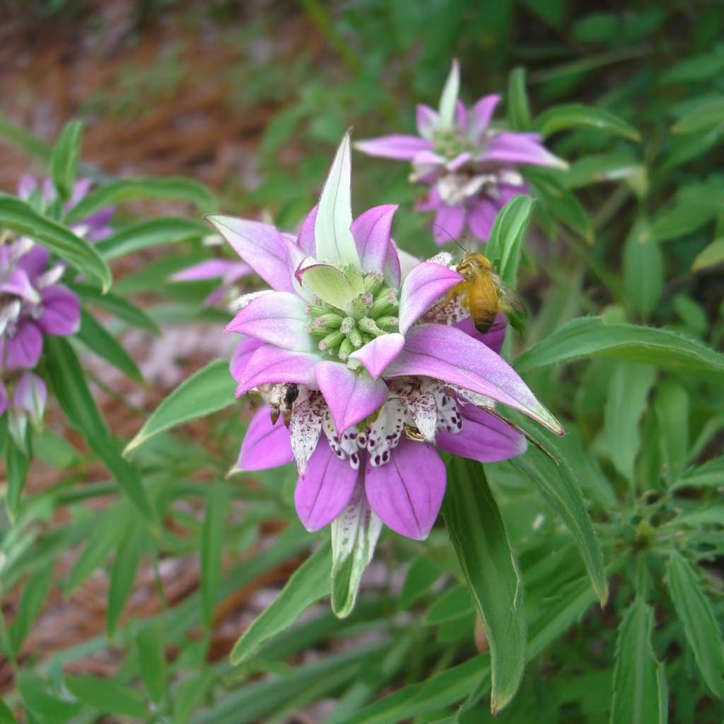 Purple Monarda Punctata Seeds for Planting  Vibrant Perennial Blooms