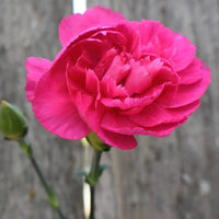 Pink Carnations Flower Seeds for Planting Compact Growth Heirloom & GMO Free Seeds for Home Garden
 
 Sale