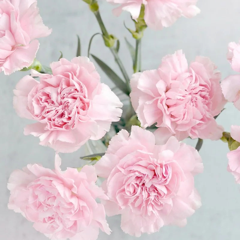 Pale Pink Carnation Flower Seeds Shade Tolerant Heirloom & GMO Free Seeds for Home Garden
 
 Sale