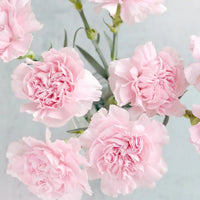Pale Pink Carnation Flower Seeds Shade Tolerant Heirloom & GMO Free Seeds for Home Garden
 
 Sale