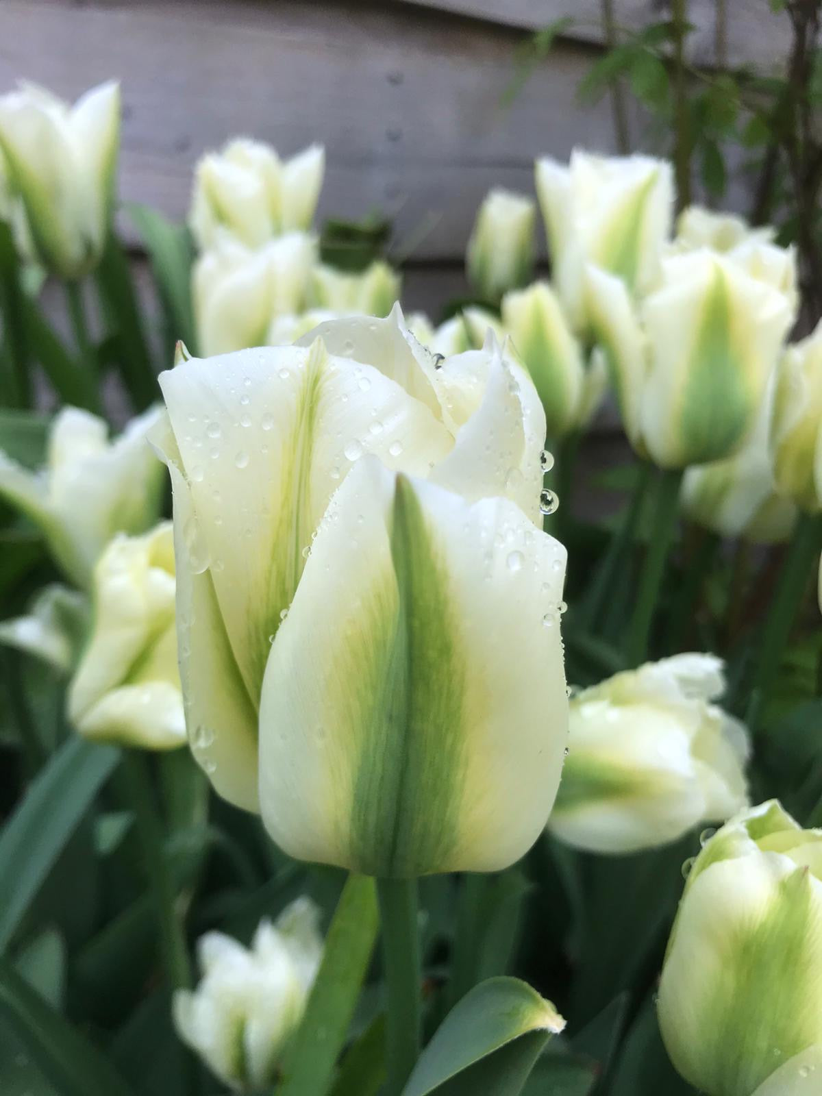 Green Tulips Flower seeds for Planting Cut Flower Favorite Heirloom & GMO Free Seeds for Home Garden
 
 Sale