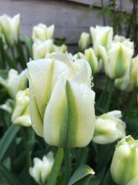 Green Tulips Flower seeds for Planting Cut Flower Favorite Heirloom & GMO Free Seeds for Home Garden
 
 Sale