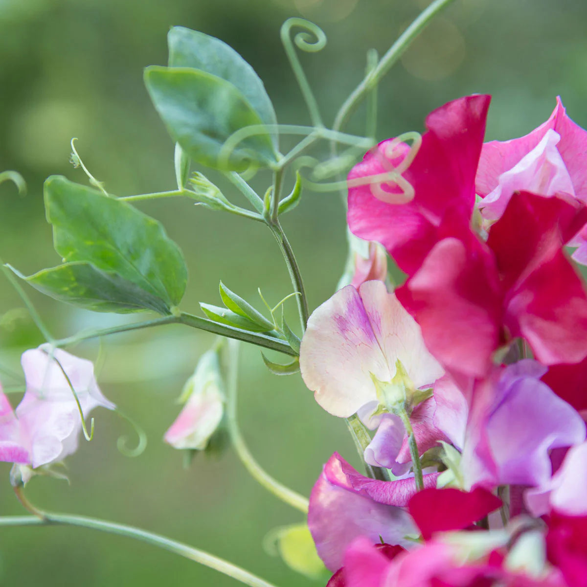 Mammoth Choice Mix Sweet Pea Seed for Planting flower bed