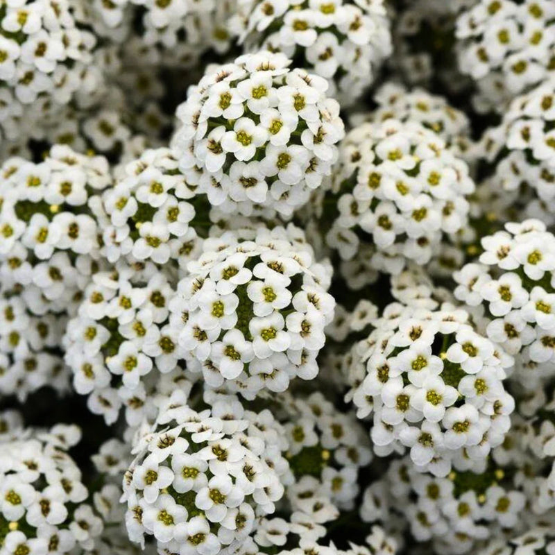 Alyssum Flower seeds for Planting, Bright Blooms Heirloom & GMO Free Seeds for Home Garden