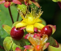 Heirloom Hypericum Flower seeds for Planting Hardy Variety Heirloom & GMO Free Seeds for Home Garden