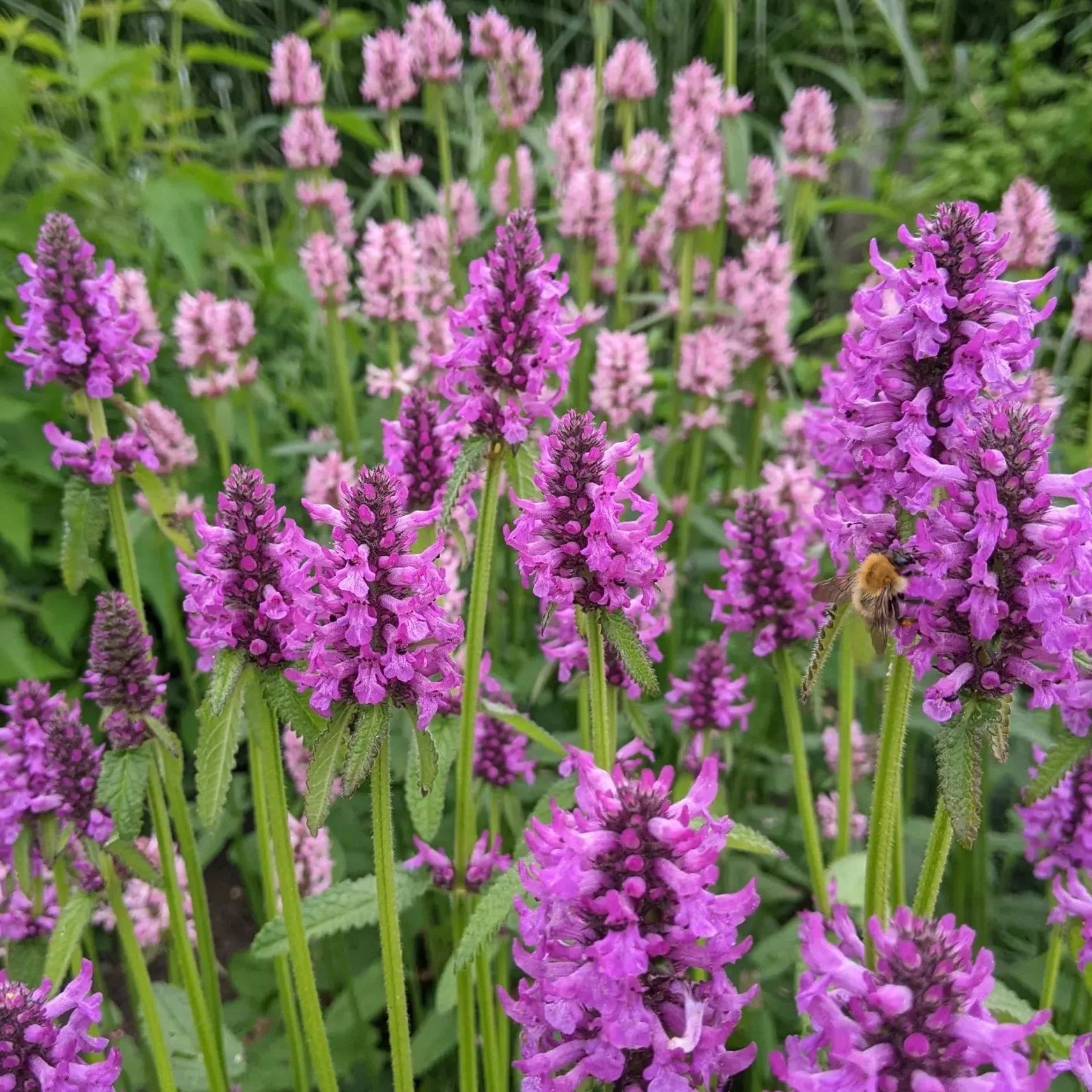 Stachys Officinalis Flower seeds for Planting Bright Blooms Heirloom & GMO Free Seeds for Home Garden 
 
 Sale